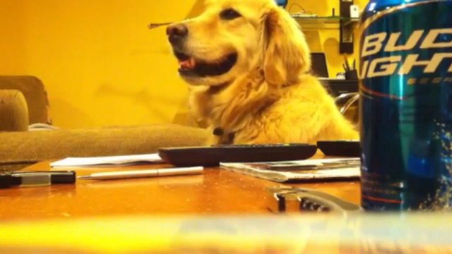 Пёс тащится от гитары смотреть онлайн