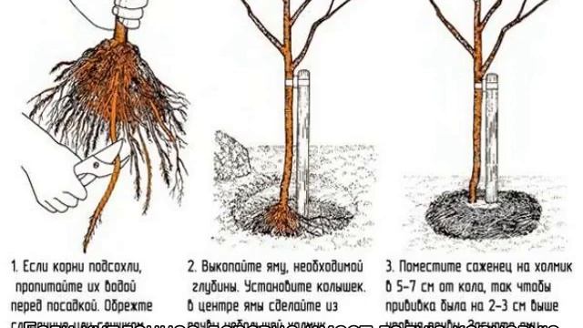 Яблоня Красавица Москвы смотреть онлайн