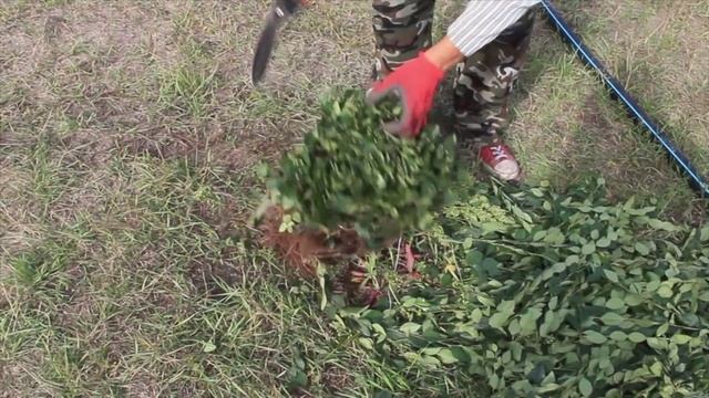 посадка Кизильника смотреть онлайн