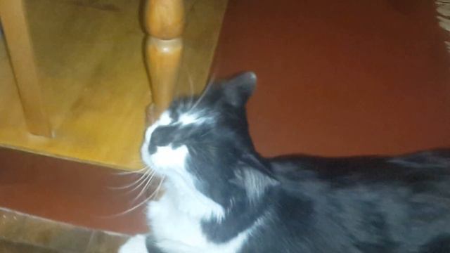 Моему коту плохо!!! смотреть онлайн