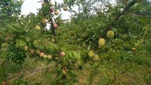 Слива Ренклод Альтана