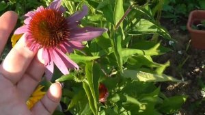 Рудбекия пурпурная.Выращивание из семян(Часть 2)