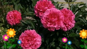 Пион молочноцветковый Канзас. Краткий обзор, описание характеристик paeonia lactiflora Kansas