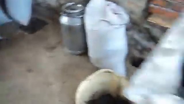 МАСЛОБОЙКА ШНЕКОВАЯ! Производство ПОДСОЛНЕЧНОГО масла на дому! смотреть онлайн