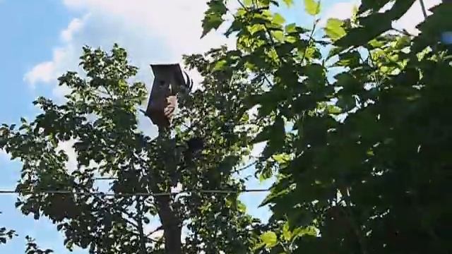 Кошки караулили скворца. смотреть онлайн