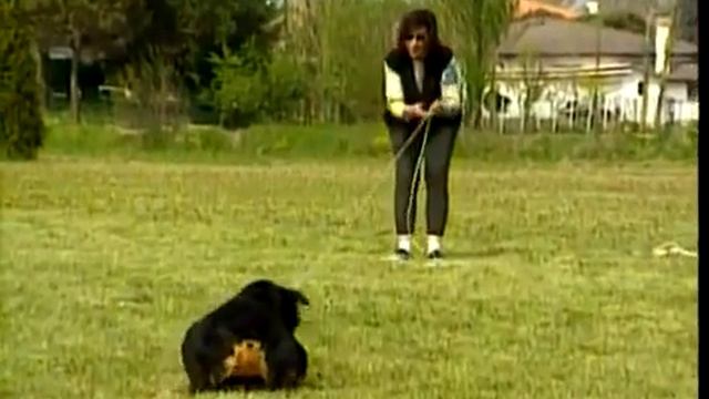 Магнит о Знания - СУПЕР dog training Обучение, уроки, занятия, самоучитель овчарки смотреть онлайн