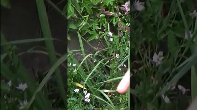 Taille et entretien Kalimeris incisa: Plante vivace смотреть онлайн