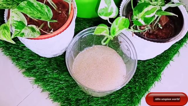 Nursery rose എപ്പോഴും പൂവിടാൻ ഇത് മാത്രം മതി|Best time to give the fertilizer for more rose flowers смотреть онлайн
