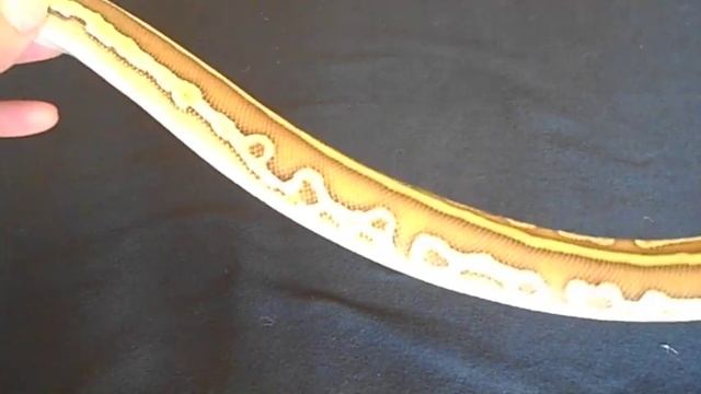 Leopard Ball Python Combos Part 2 Leopard Lesser смотреть онлайн