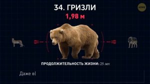 Кто самый крупный из животных (И это не кит!)