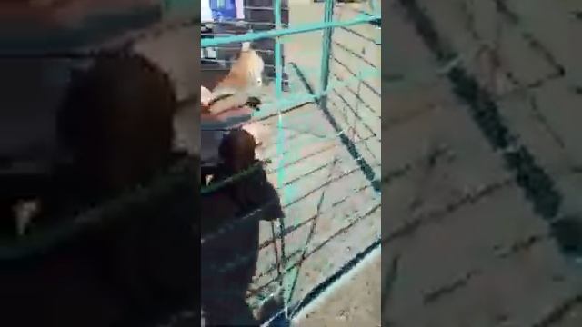 Самый большой баран смотреть онлайн