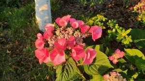 Как вырастить гортензию Zorro в открытом грунте. Шедевр в мире гортензий!