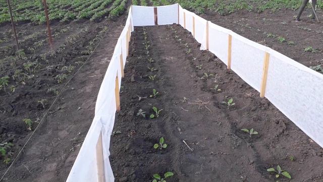 Загородка для баклажан. смотреть онлайн