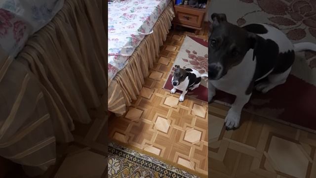 Джек Рассел Терьер #любимаясобака смотреть онлайн