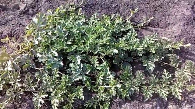 Сад - огород "Появился первый арбуз " )) смотреть онлайн