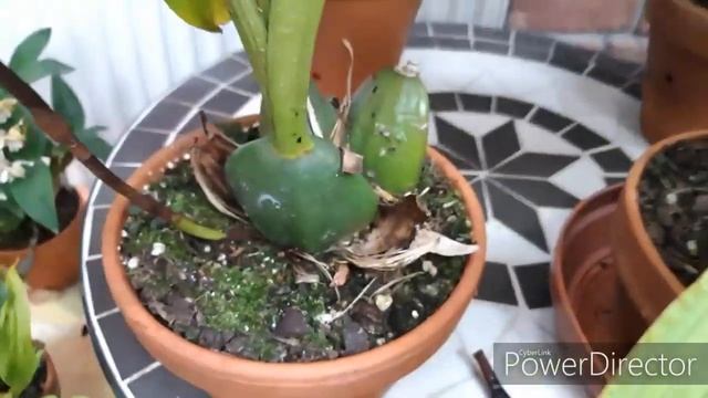 Орхидеи. ЛИКАСТА уход в период бутонизации. смотреть онлайн