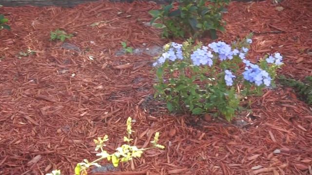 #plumbago Imperial Blue Plumbago/SavvyHomeGarden смотреть онлайн