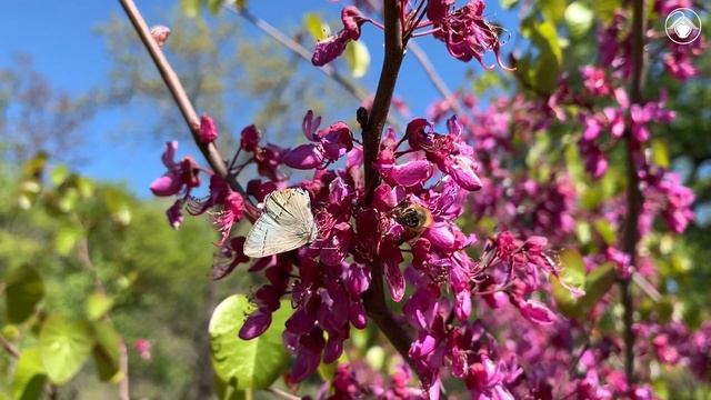 Cercis occidentalis (Western redbud) смотреть онлайн