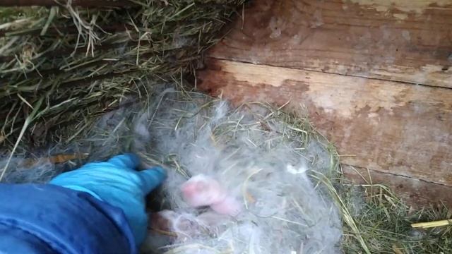 Кролики на даче. У нас окрол! Крольчиха Валька меня порадовала! смотреть онлайн