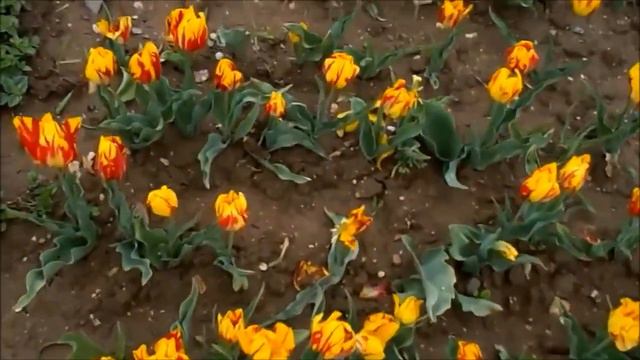 Весна в Крыму смотреть онлайн