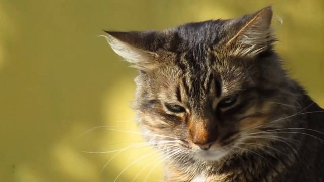 Почему кошки так любят коробки? Пару теорий смотреть онлайн