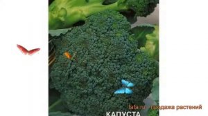 Капуста обыкновенный Фортуна (fortuna) ? капуста Фортуна обзор: как сажать семена капусты Фортуна