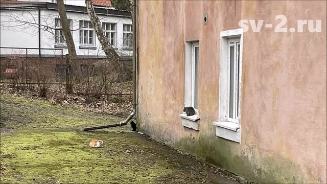 Кошки в курортном Светлогорске не ловят мышей. А чем же они занимаются?)) смотреть онлайн