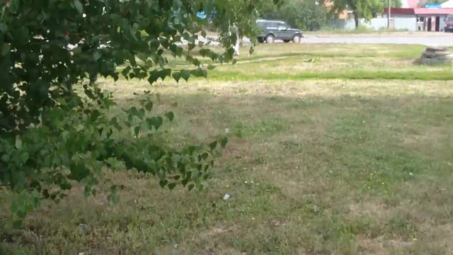 Кот Жора ежедневны прогулки. смотреть онлайн