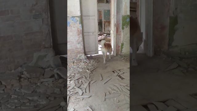 Графский дом Фон Мекка , август 2020 , Алиса и грей , гуляем смотреть онлайн