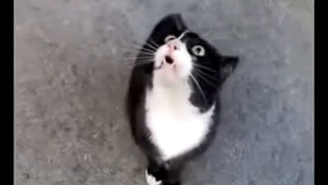 РЖАЧ!!!ПОЮЩИЙ КОТ)) смотреть онлайн