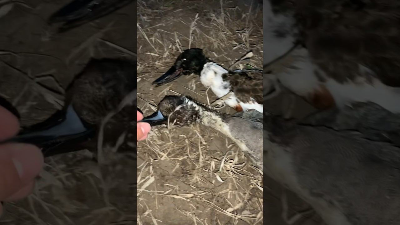 Охота на селезня. Отчет #hunting #охотаназайца #охотанауток смотреть онлайн