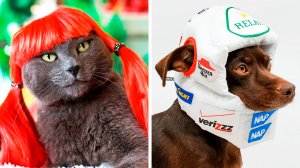 Крутые вещицы для вашего питомца