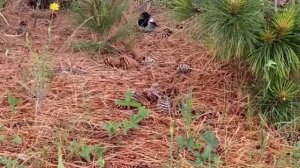 Актуальные приметы про сорок. Народные приметы и поверья