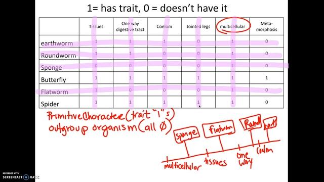 3-25 AP18 How to make a Cladogram смотреть онлайн