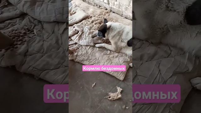 #рекомендации #собака #бездомныеживотные #помощь_животным #помощь #помогатьлегко #корм #собаки смотреть онлайн