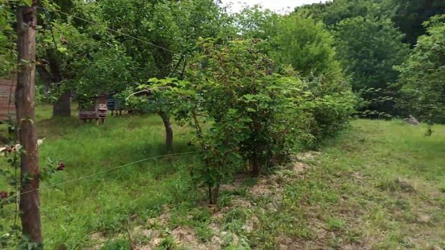 ОЖИНА на шпалері. Дивимось на урожай 2022! смотреть онлайн