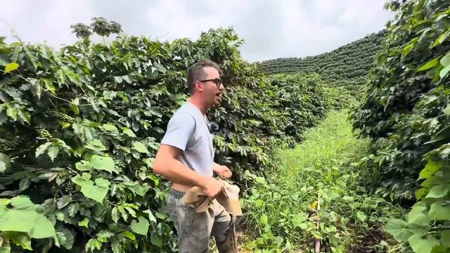 Como Produzir Mais Café Dicas de Quem Vive Da Cafeicultura смотреть онлайн