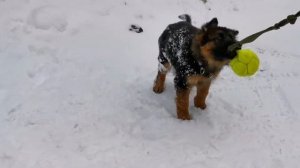 "Shabardhof" питомник немецких овчарок