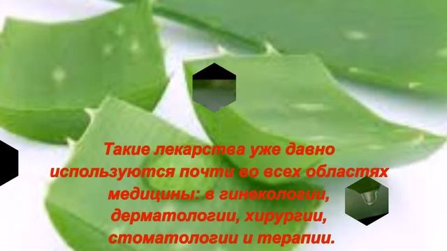 Алоэ лечебные свойства! Как использовать и самому вырастить дома! смотреть онлайн