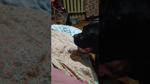 Кане корсо общается с новой смотреть онлайн