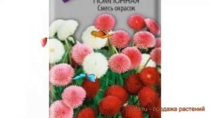 Маргаритка помпонная Смесь окрасок ? обзор: как сажать, семена маргаритки Смесь окрасок