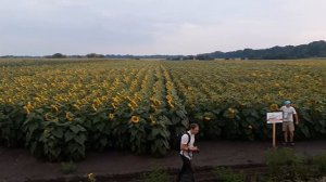 Демо поле гибридов подсолнечника ТМ Mirasol Seed (Мирасол Сид)