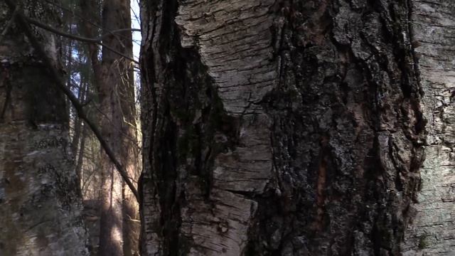 Дизайн и Разработка Веб-сайтов