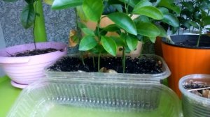 АНАНАС ИЗ СЕМЯН. Выращиваем ананас дома из семян с покупного плода