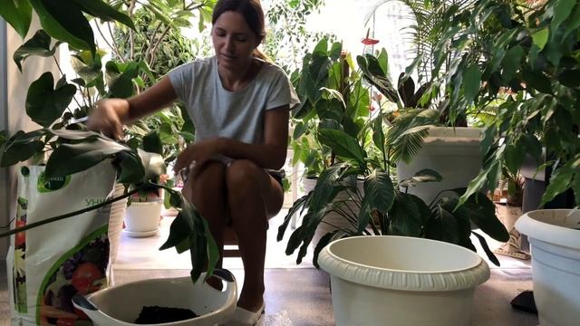 ФИЛОДЕНДРОН FUN BUN GOELDII ОБЗОР И ПЕРЕСАДКА 4К