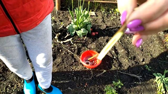 Размножение зизифуса смотреть онлайн