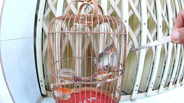 Nuôi chim sâu đầu đỏ non | Baby bird Orthotomus sepium смотреть онлайн