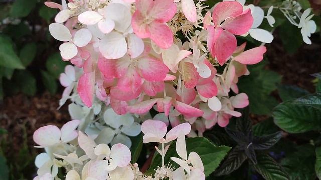 Метельчатая гортензия Даймонд Руж смотреть онлайн