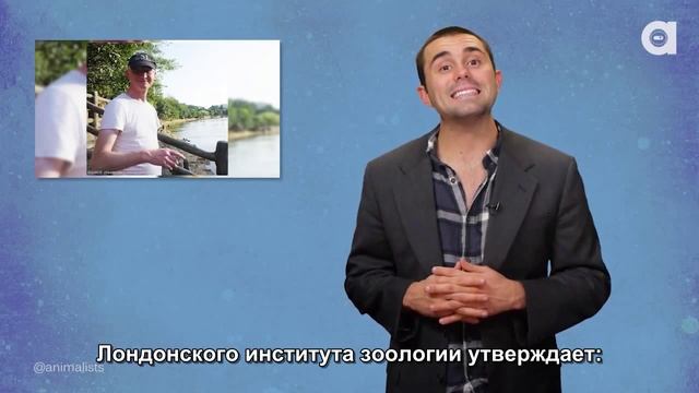 Лягушка Дарвина официально вымерла! смотреть онлайн