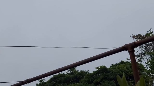 Dicas Dona Maria - Replantei mais um tronco de Dendrobium e ficou lindo!!! смотреть онлайн